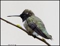 _B213934 black-chinned hummingbird